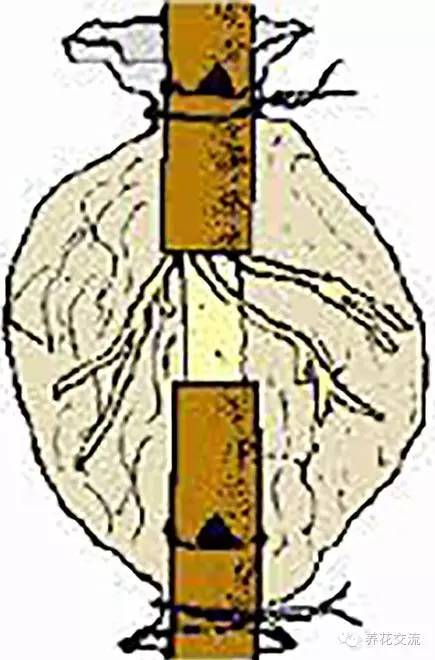 压条法繁殖植物,用压条繁殖的植物