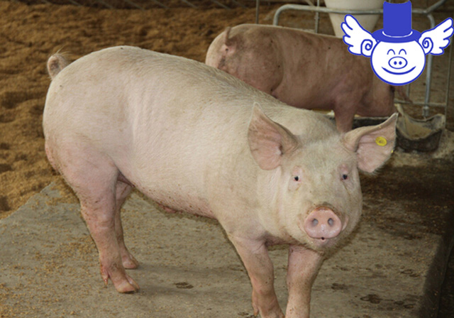 猪中暑治疗最佳方法,猪中暑用什么药物治疗