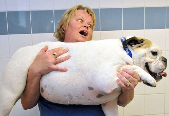 比狗粮还好的东西,比狗粮更好的选择