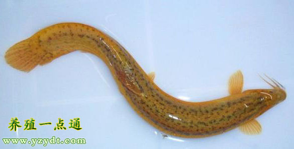 泥鳅的功效与药用价值,泥鳅的功能与药用价值