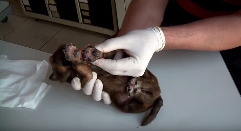 狗狗全身爬蛆还能活吗,狗狗刚出生被轧死