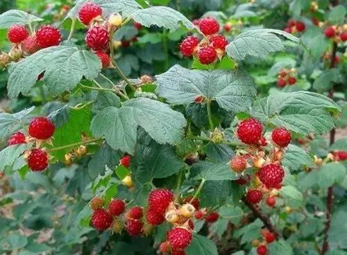 烟台常吃的水果有哪些,六月底七月初烟台的水果