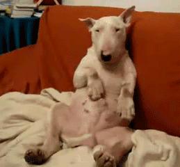 狗偷吃鸡爪糊弄主人,狗狗偷吃鸡爪完整视频