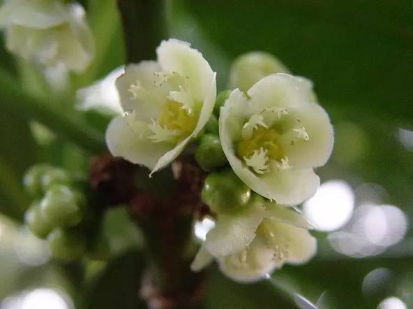 那些年吃过的山竹,山竹怎样选母的