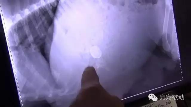 流浪狗怀孕的症状,流浪母狗生完崽是怎么活下来的