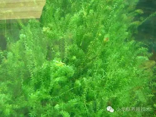 伊乐藻种子怎么种植的,伊乐藻有青苔如何种植