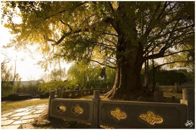 上海土豪排名第一,上海顶级土豪