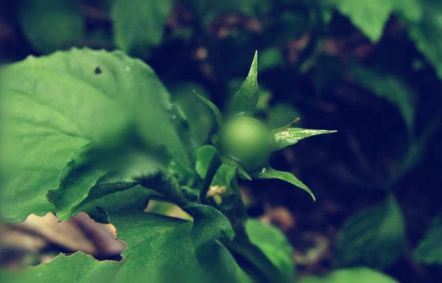 驱蚊神器第一名植物薄荷,香草真的有驱蚊效果吗