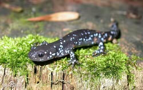 养蝾螈需注意什么哪种蝾螈最好养,观赏蝾螈怎么养才能养活