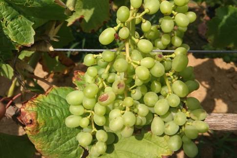 一篇文章搞懂勃艮第葡萄酒分级,葡萄日灼的原因及治疗方法