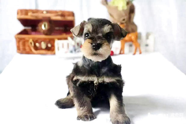 狗狗夏季注意什么,狗狗也需要防暑降温