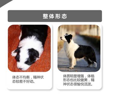 国产k9狗粮属于什么档次,低端狗粮测评