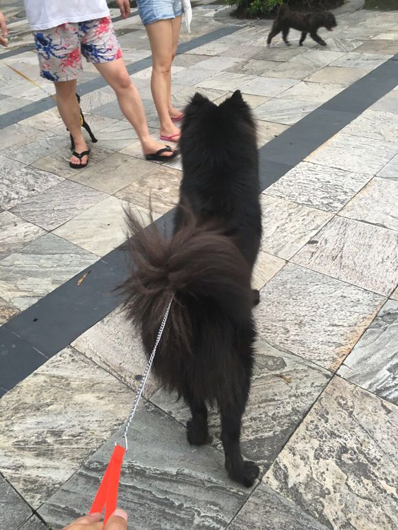 萨摩耶黑的,黑白色的萨摩耶长大后的样子