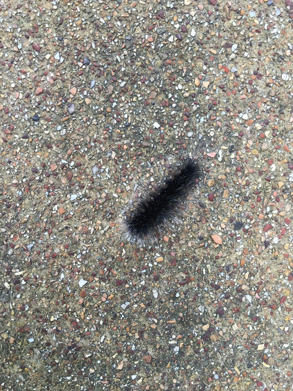 见摄者：普吉岛行之三珊瑚礁的梦，梦幻般的蓝，和蜥蜴面对面