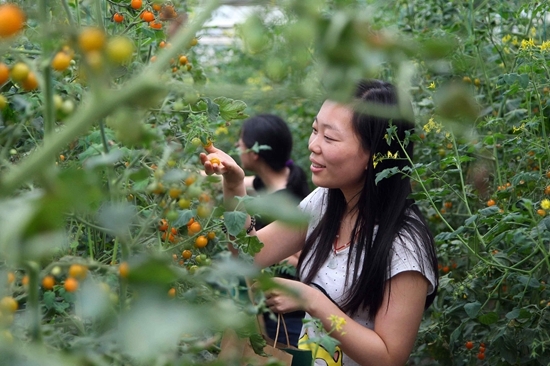 崇明岛十大风景区,崇明岛附近的风景区