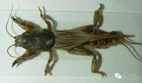 湖南乡村记实《童年杂记——虫伴》，值得一读！