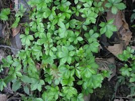 神奇的沙漠美丽的景观,神奇的物种沙漠生活