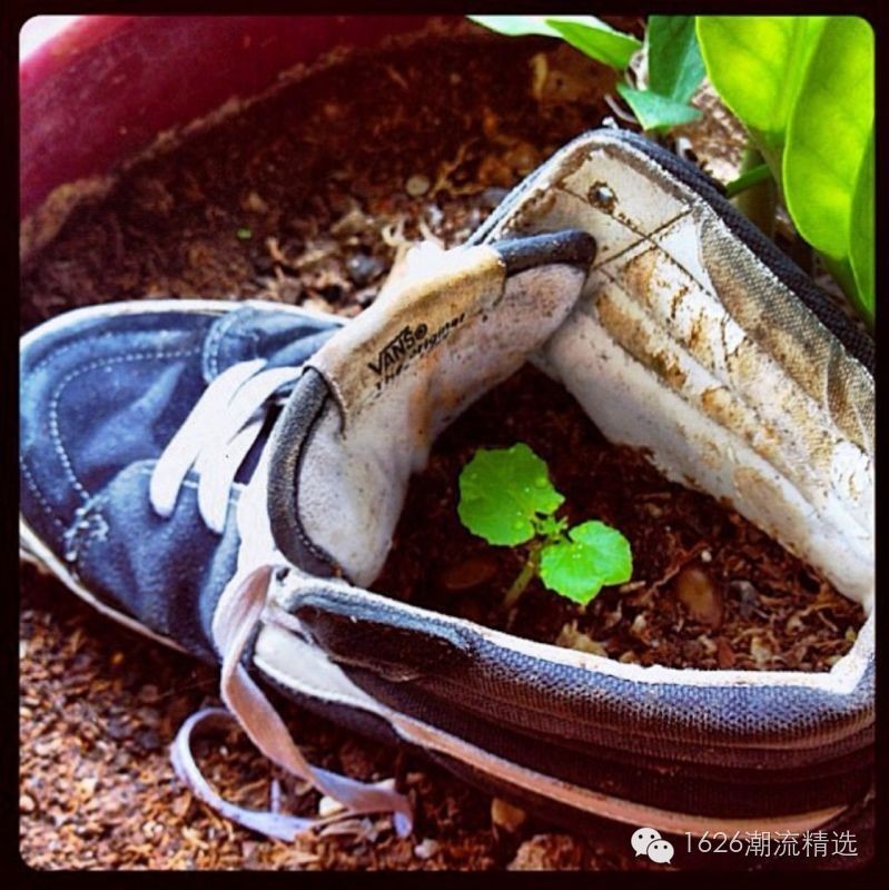 啪秘｜快上车！你们期待已久的VANS来了