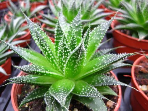 什么花属于吸毒植物,分享五款吸毒植物选盆搬回家吧