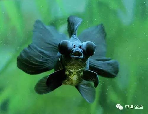 龙眼金鱼和蝶尾金鱼有什么区别,大尾金鱼品种图谱大全