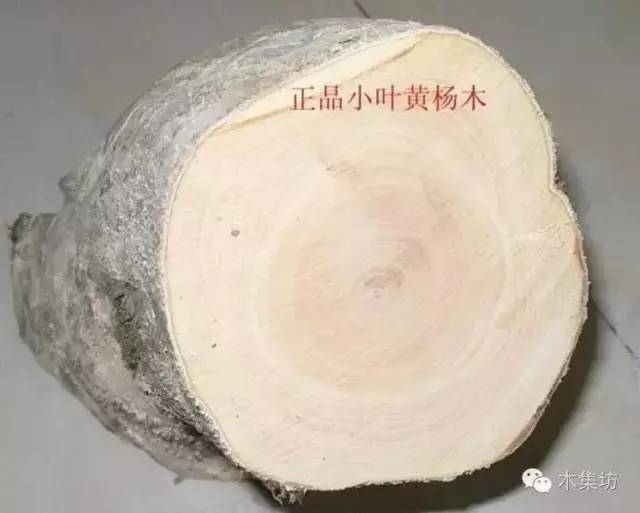如何鉴别木的真假,真假木桐鉴别