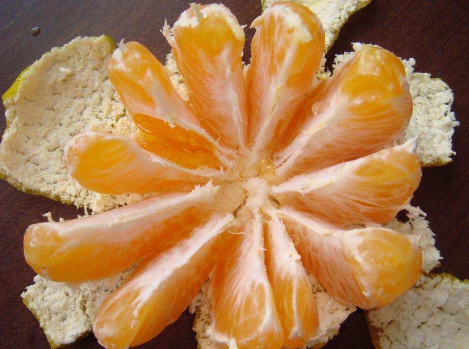 蟑螂最怕什么才能治蟑螂,蟑螂传播的疾病和灭蟑螂方法