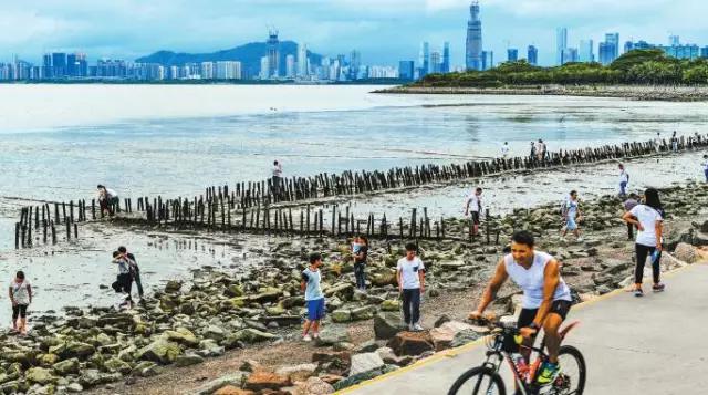 还你一个五星级的深圳湾!水质变清,小鱼小虾都回来啦