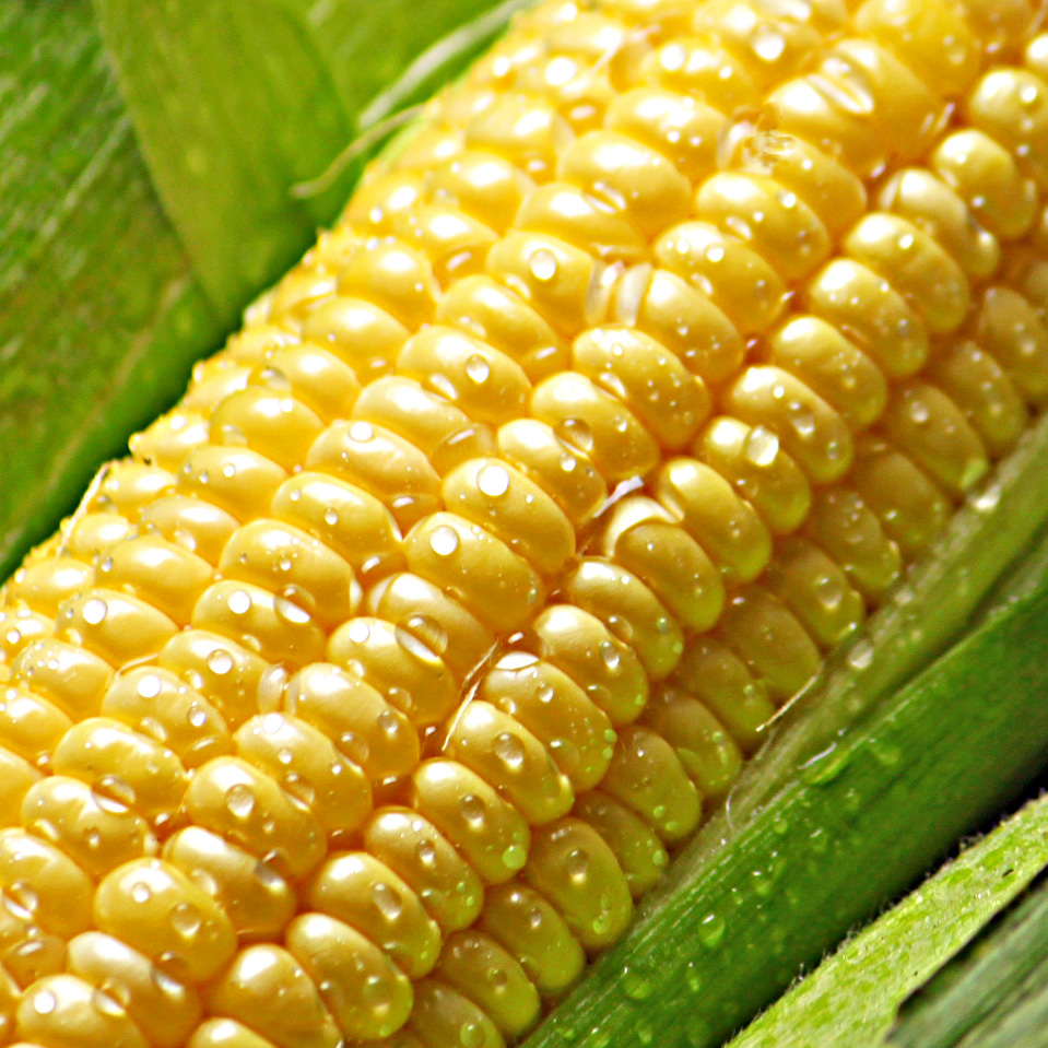 去日本买马桶盖买TT不如去买菜，附良心采购单