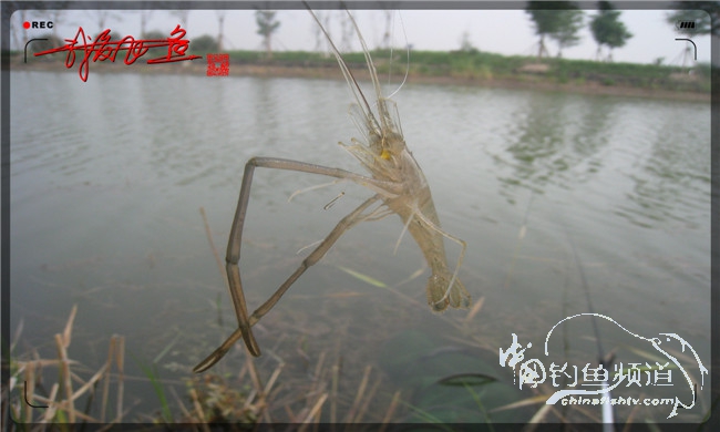马踏湖国家湿地公园远足,马踏湖国家湿地公园游览路线