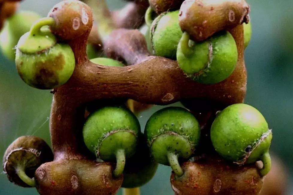 植物果实怎么分类,植物果实的分类