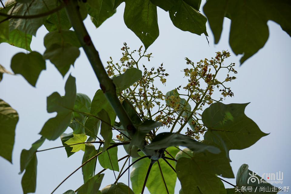 杩欐墠鏄湡姝g殑鍑ゅ嚢灞曠繀,杩欐墠鏄嚖鍑拌鏈夌殑鏍峰瓙