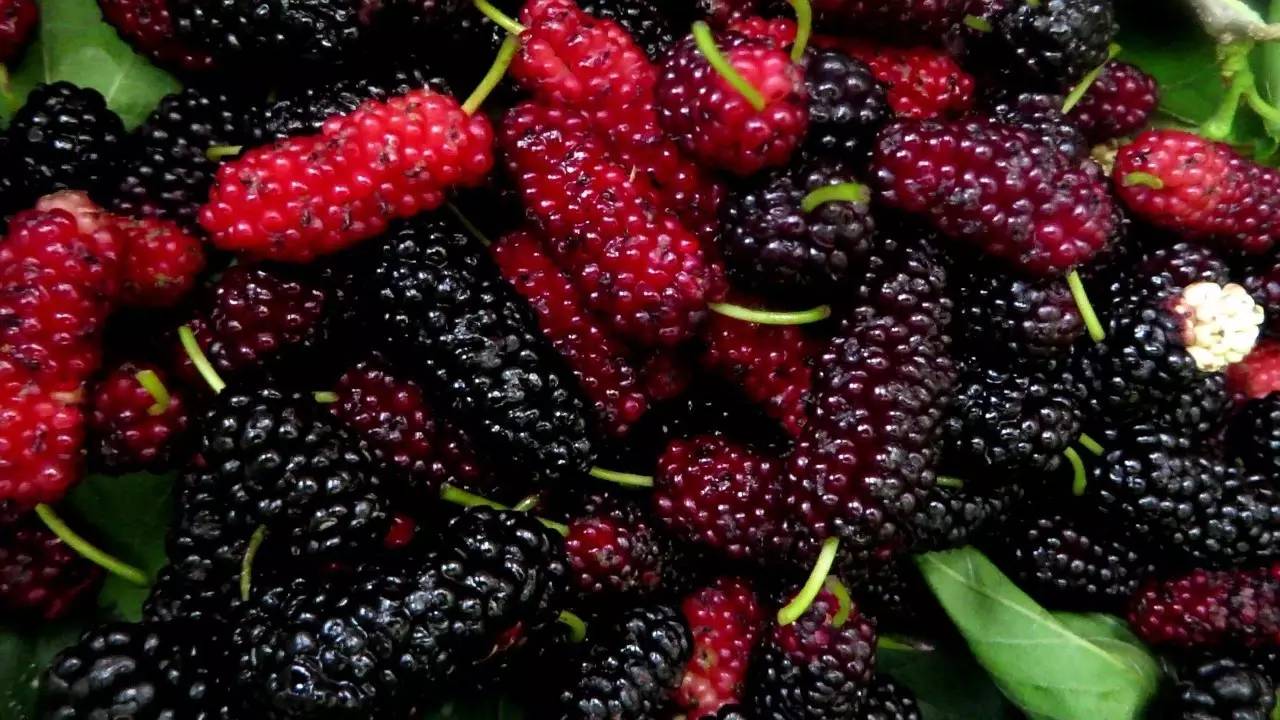 树莓蔓越莓傻傻分不清楚,蔓越莓树莓覆盆子