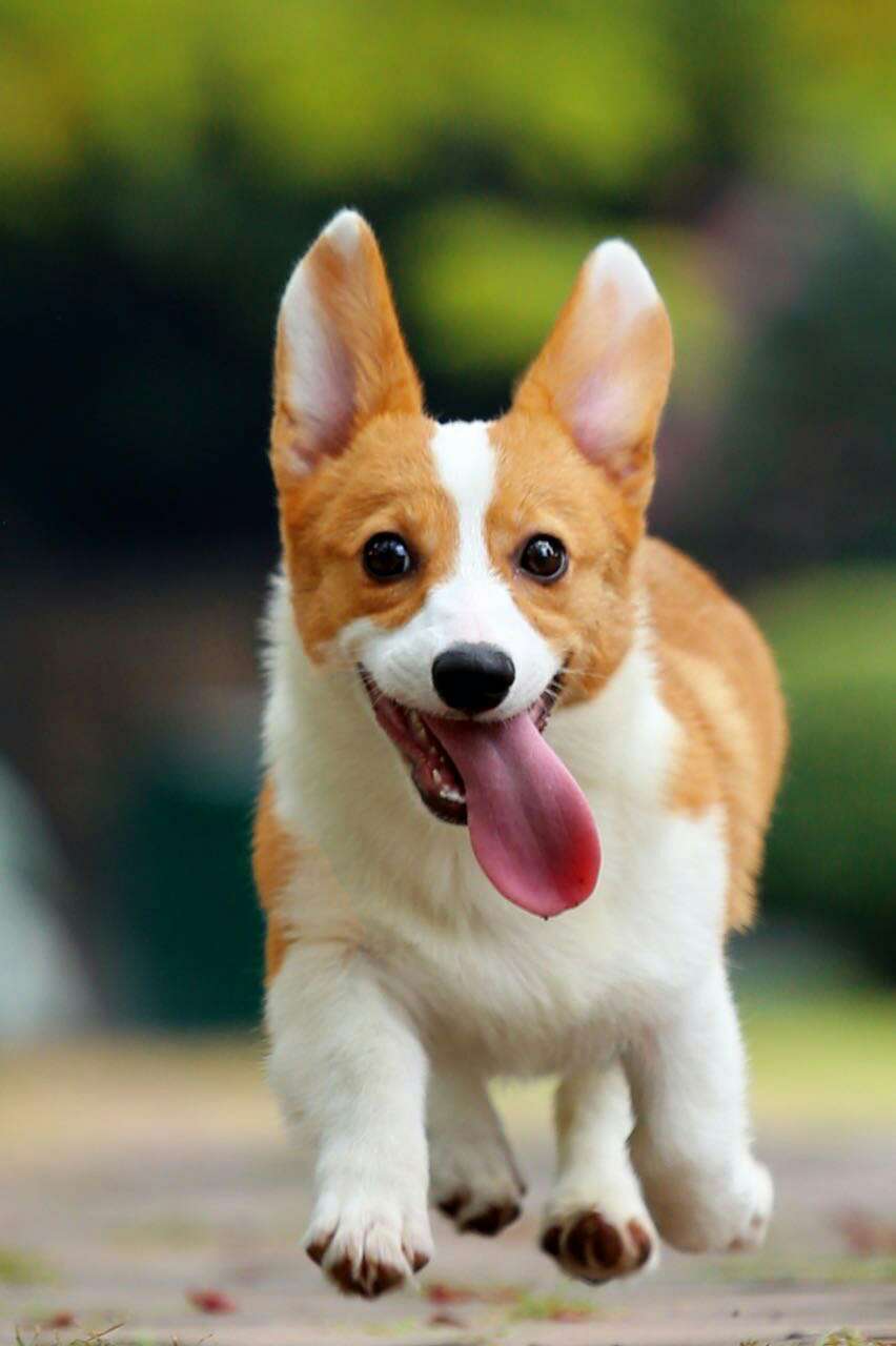 宠佑家：与众不同才是它最大的优势--灭活乳酸菌制剂