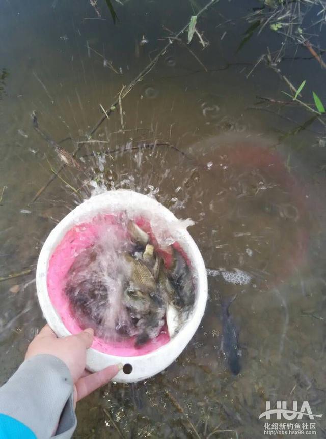 一味浮漂和小凤仙浮漂哪家的好,一味浮漂多少钱一个