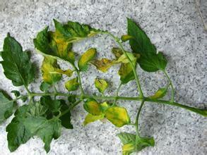 番茄向下卷叶是什么原因,番茄下部叶子卷起怎么回事