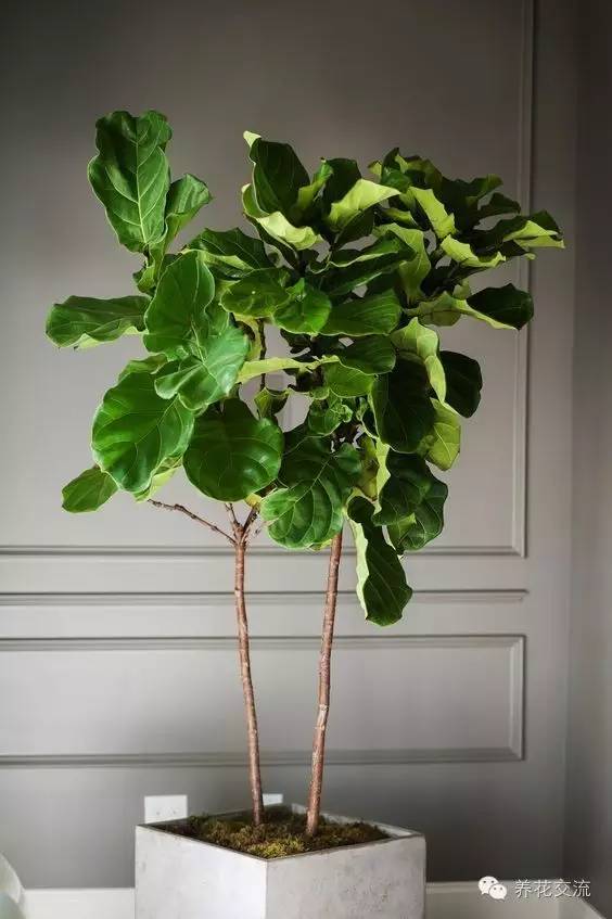 家庭的所有榕树盆栽,家庭养的榕树有什么品种