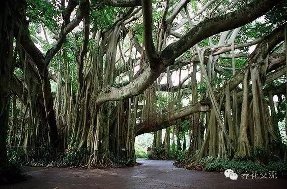 家庭的所有榕树盆栽,家庭养的榕树有什么品种