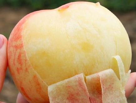 全民撕逼:脆桃好吃?软桃好吃?厦门人说……