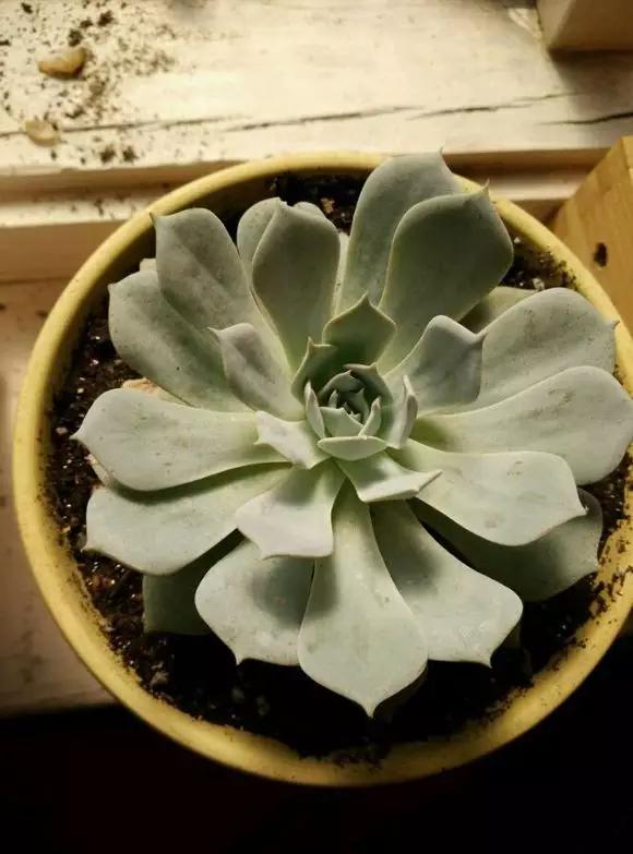 多肉长残了怎么补救,荔湾区多肉