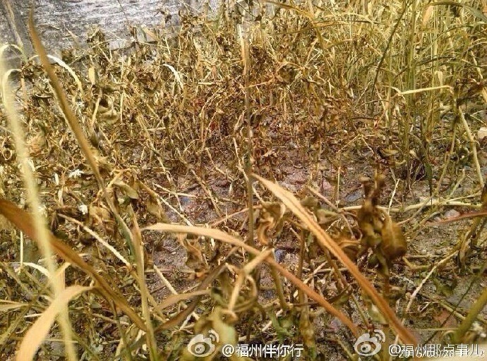 福州今起改名了新名字可洋气了！叫沃德玛·劳兹热德·肴斯勒！