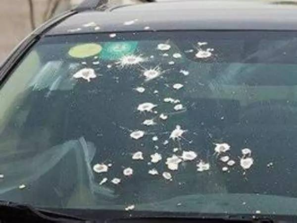 停车如何防止鸟粪,树下停车多鸟粪