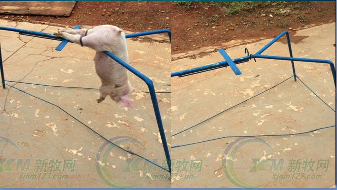 仔猪阉后应激,仔猪阉猪架怎么做