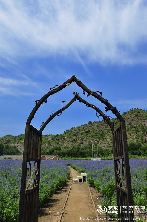 紫海香堤香草艺术庄园特色,紫海香堤香草艺术庄园怎么样