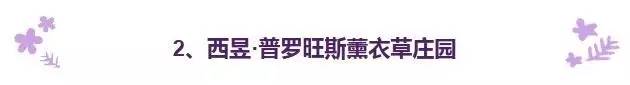 东方普罗旺斯紫色花海,普罗旺斯绚丽花海