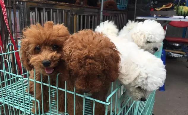 华北最大宠物市场—通州梨园狗市退市，商户进驻燕郊京丰宠物基地