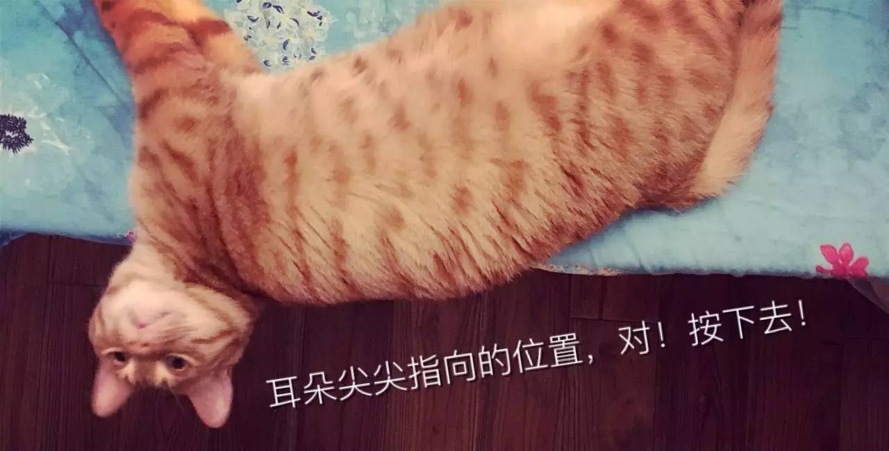 小奶猫用奶粉新手如何喂,怎么教新手猫喂奶