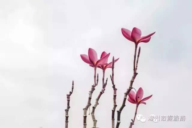 云霄镇攻略,云霄旅游线路攻略图大全