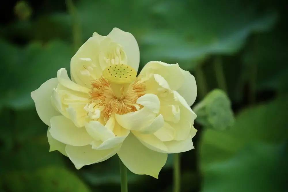 上海松江哪里好玩又免费的,六月松江游玩路线攻略