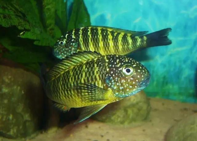 三湖慈鲷观赏视频,三湖慈鲷马鲷和蝴蝶