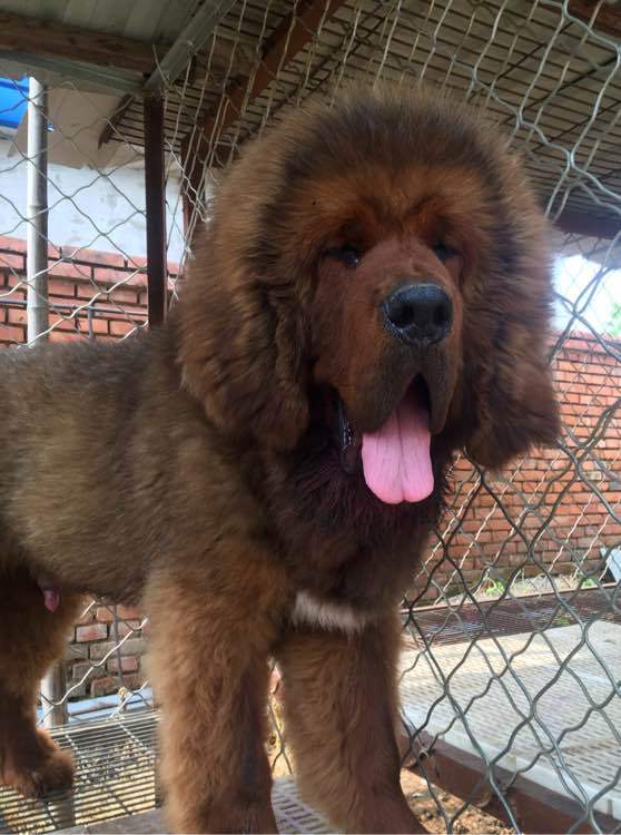 《一万个宠你的方法》爱宠知多少？第十三期：藏獒